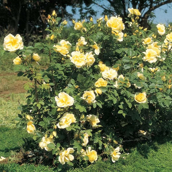 RUSTICA® II Moryelrug RUSTICA® II Moryelrug